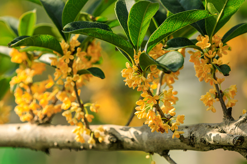 Yellow osmanthus blooming in the nature park