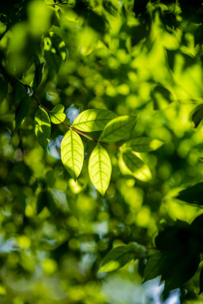 istock Abstract, nature Green leaf background and beautiful wallpaper. 1180909273