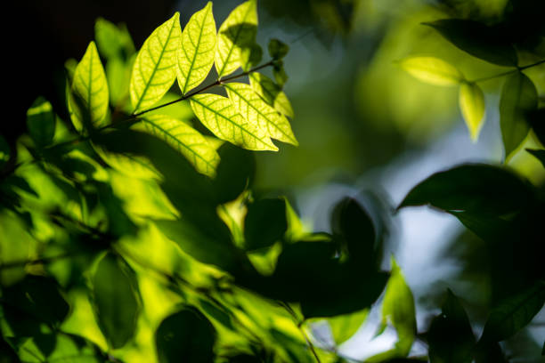 istock Abstract, nature Green leaf background and beautiful wallpaper. 1180909360