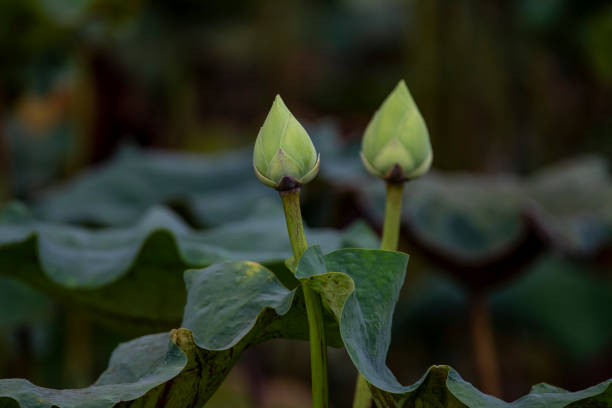 istock The beautiful lotus 1180911397
