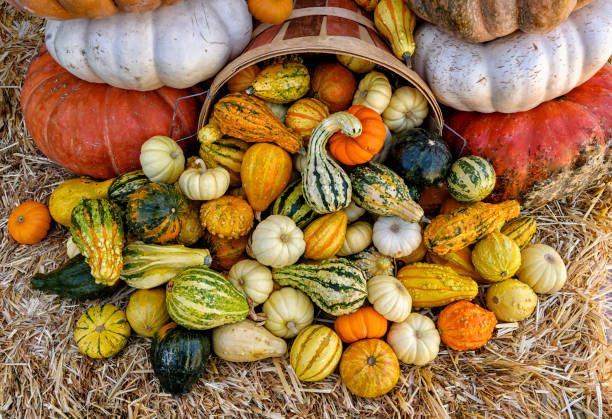 istock Autumn Harvest Display of Squash and Pumpkins 1180912240