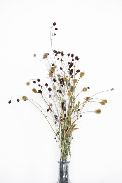 Beautiful bouquet of dry plants on a white background stock photo