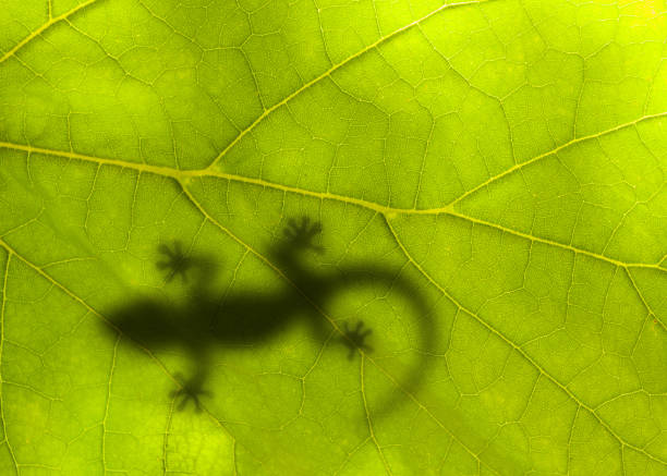 kleine eidechse sitzt auf einem grünen blatt - chameleon africa rainforest leaf stock-fotos und bilder