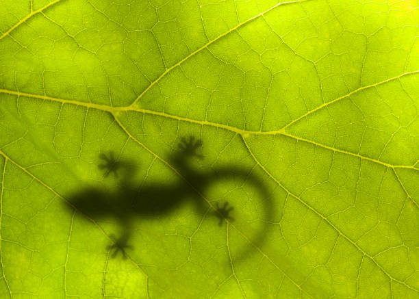 小さなトカゲは緑の葉の上に座っている - chameleon africa rainforest leaf ストックフォトと画像