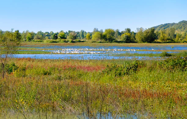 View of Missouri conservation area with white pelicans Fall view of Missouri River flood plain with tall grasses in foreground, white pelicans gathering in water area, and Missouri River bluffs in background; fall in Missouri, Midwest wildlife reserve photos stock pictures, royalty-free photos & images