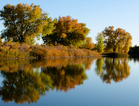 Trees Changing color reflecting on a Colorado Lake