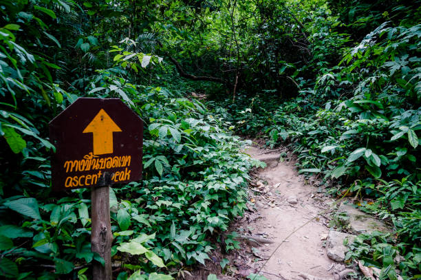 istock Trail through tall trees in a lush forest The cliff is a rocky layer with soil Adventurous trekking trail ravine forest landscape sunny summer day Ramkhamhaeng National Park, Sukothai, Thailand, 1180914210