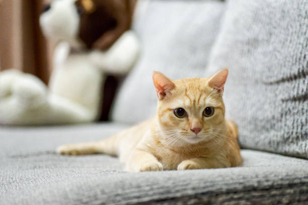 istock A young kitten gazing at the viewer curiously with a head tilt 1180915407