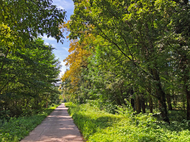 istock park - Bozjakovina, Croatia 1180915513