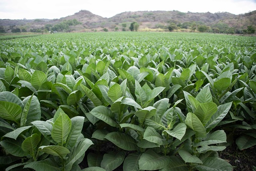 Tobacco fields in Esteli, Nicaragua