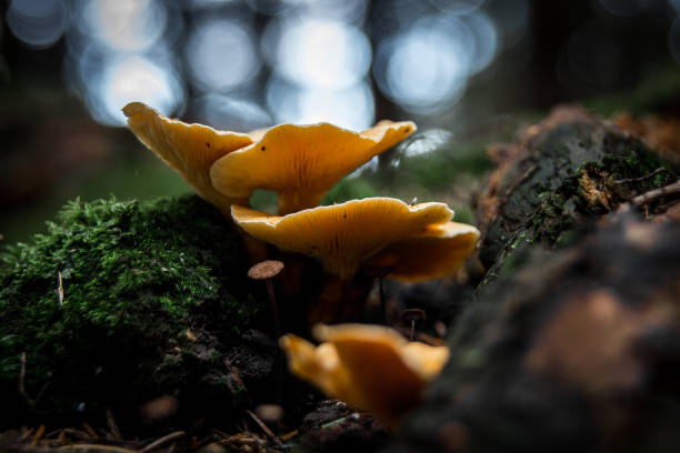 istock Orange autumn mushroom 1180916503