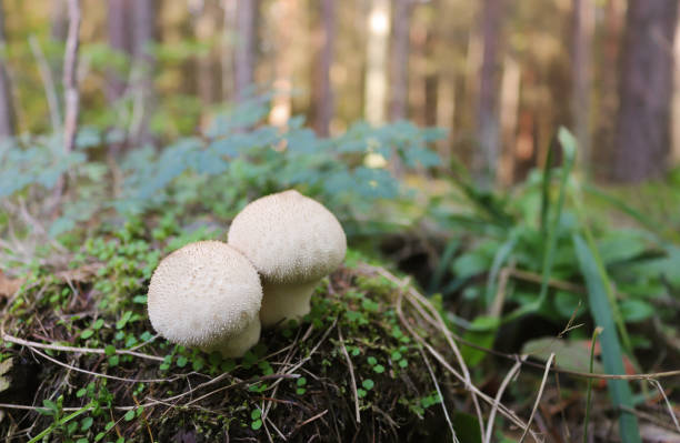istock edible mushrooms in a green forest 1180916568