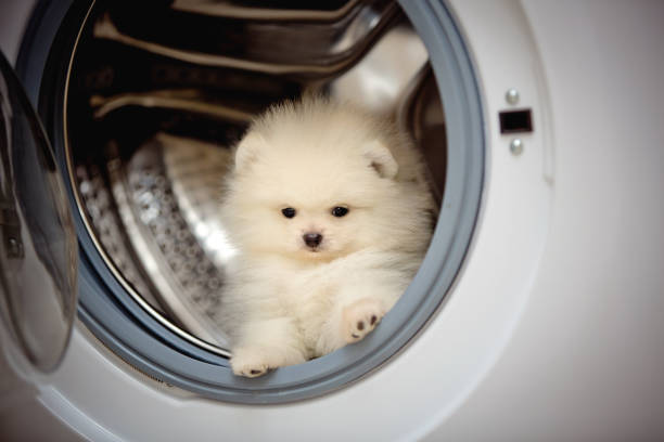 White Pomeranian puppy inside the washing machine. dog bathing joke White Pomeranian puppy inside the washing machine. dog bathing joke. Animal hair care, bathing products, shampoos, grooming pomeranian dog taking a bath stock pictures, royalty-free photos & images