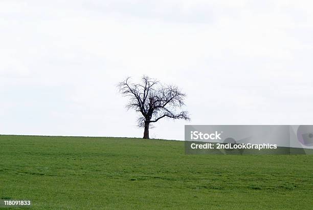 Einsame Baum Auf Einem Hügel Top Stockfoto und mehr Bilder von Abgeschiedenheit - Abgeschiedenheit, Anhöhe, Ast - Pflanzenbestandteil