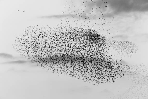 istock Flock of birds making a beautiful shape in the sky 1180919173