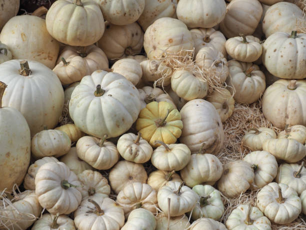 istock pumpkin vegetables food 1180919501
