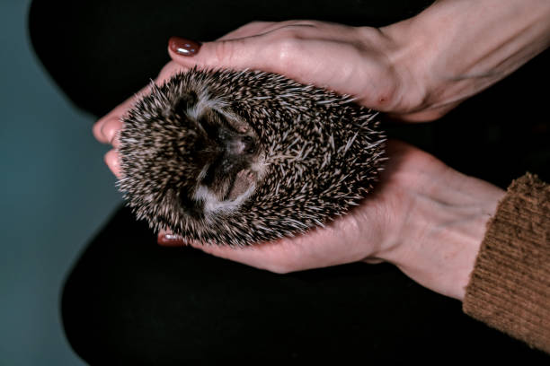 istock small hedgehog curled into a ball in female hands 1180920183