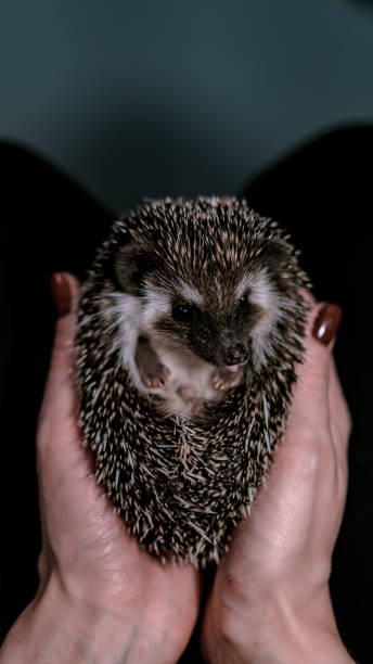 istock small hedgehog curled into a ball in female hands 1180920212