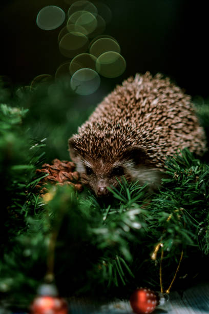 istock Christmas card with a cute little hedgehog. 1180920376