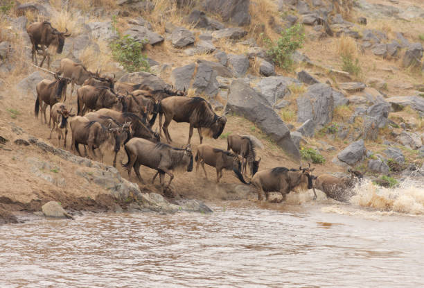 istock Wildbeests Mara River Crossing in Masai Mara NR 1180922713