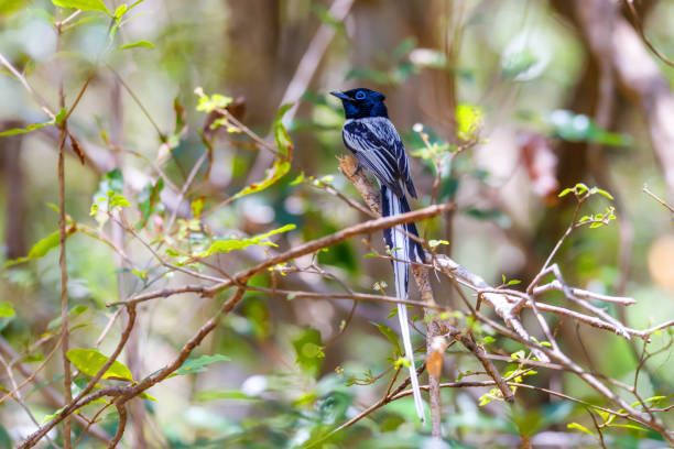 Beautiful Madagascar bird, Paradise-flycatcher black version, Terpsiphone mutata. Ankarafantsika National Park, Madagascar wildlife and wilderness