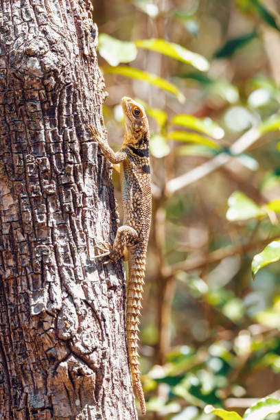 common collared iguanid lizard, madagascar - lizard collared lizard reptile animal imagens e fotografias de stock