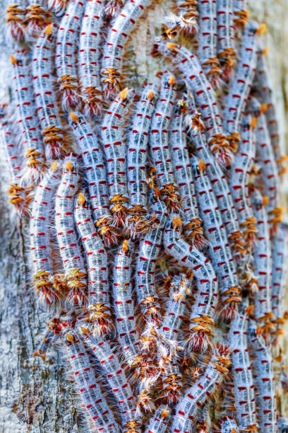 schuh spitze raupen madagaskar tierwelt - moth silk moth night lepidoptera stock-fotos und bilder