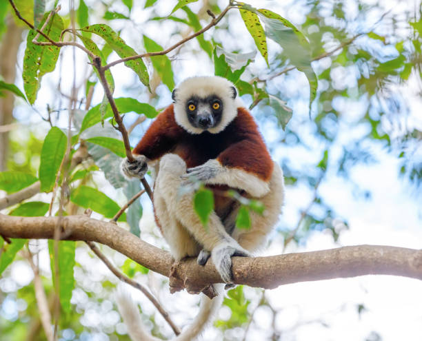 coquerel's sifaka, madagaskar dzikiej przyrody - lemur zdjęcia i obrazy z banku zdjęć