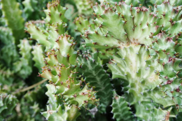 istock green cactus succulent close up 1180924086