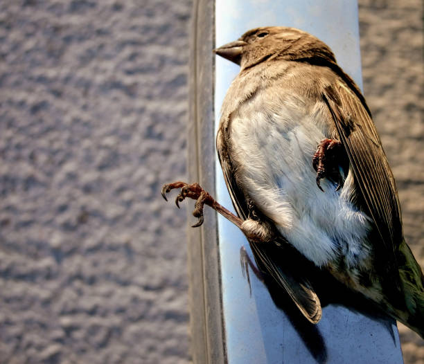 istock Dead Bird. Sparrow is Lying on Road. 1180924144