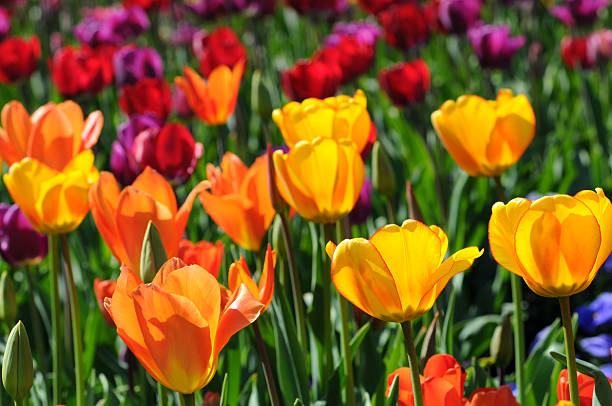champ de tulipes colorées - lady tulip photos et images de collection