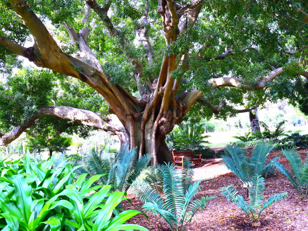 istock Park Bench under tree in Sydney Gardens 1180925207