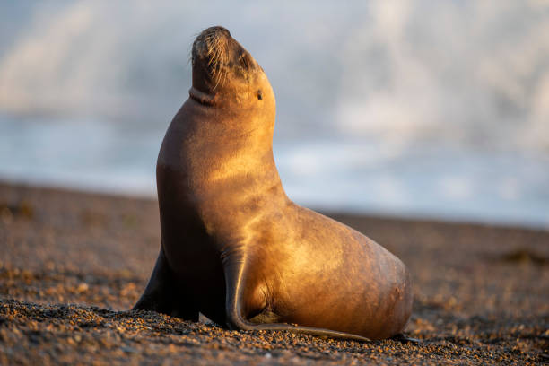 istock female sea lion on the beach 1180926172