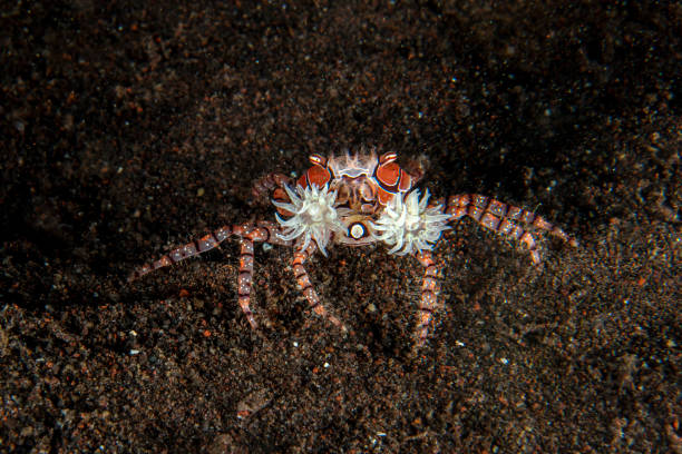 istock Boxer crab underwater close up portrait macro 1180926245