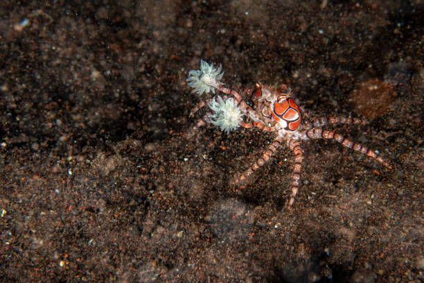 istock Boxer crab underwater close up portrait macro 1180926251