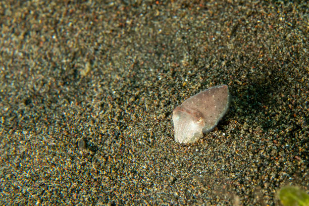 istock Baby newborn cuttlefish egg macro close up 1180926373