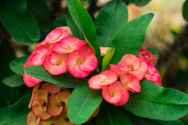 istock crown of thorns red flower 1180929082