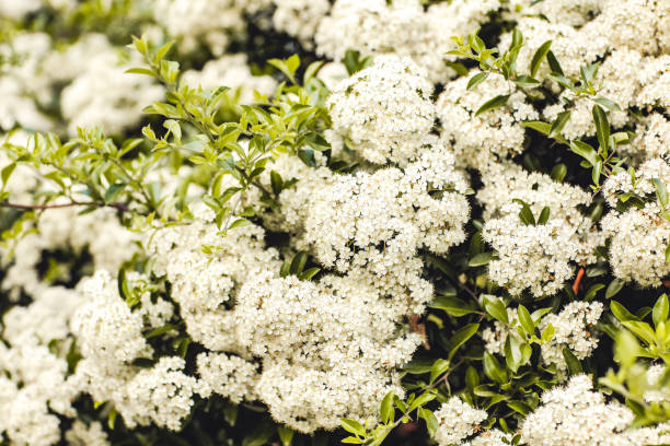 Small delicate white flowers, green leaves, repeating floral botanical pattern, background