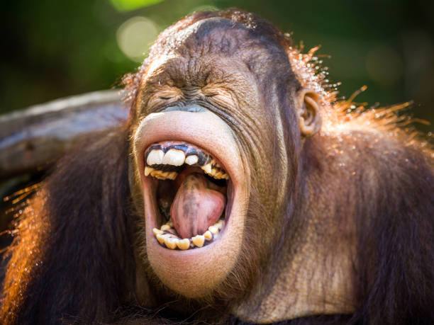 boca da força do orangotango aberta com felicidade. - orangutan ape endangered species zoo - fotografias e filmes do acervo