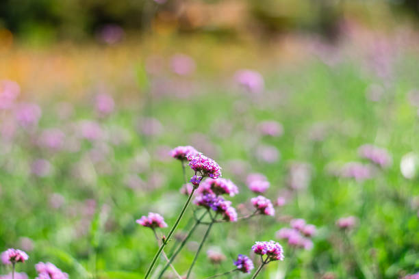Violet verbena flowers in garden on nature background