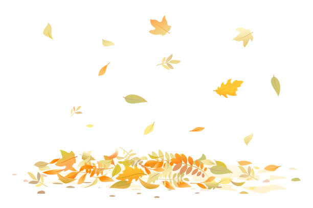 Fallen leaves isolated illustration vector art illustration