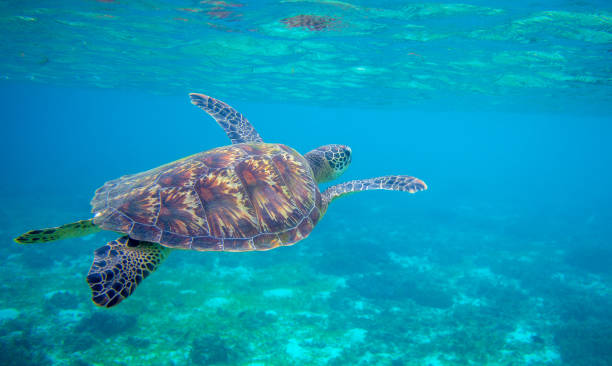 istock Sea turtle swimming under sea surface. Green turtle underwater photo. Tropical seashore wildlife. Wild marine tortoise 1180932012