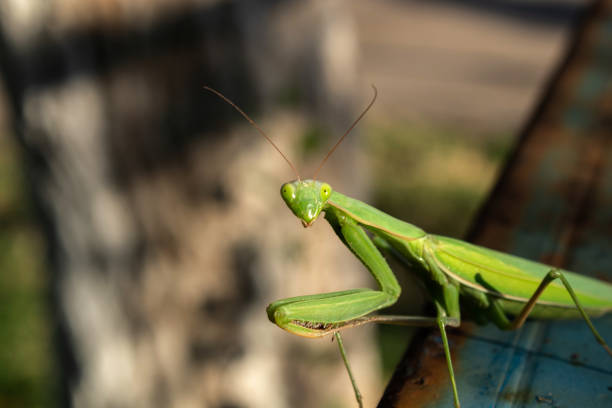 istock An insect called praying mantis due to a form of its legs 1180935912