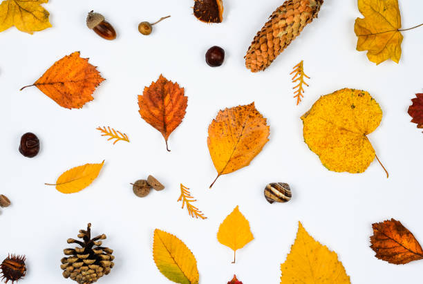 istock Autumn  composition  background .Frame  of   rusty dried     leaves  and seeds   on white  backdrop with  empty center  for  text   .Top view, copy space,  flat lay . 1180940123