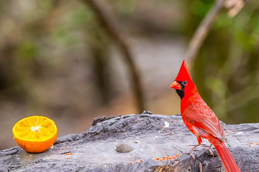Un cardenal del norte en Laguna Atascosa NWR, Texas photo