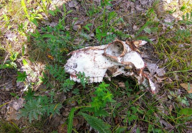 istock Animal skull in the forest 1180941760
