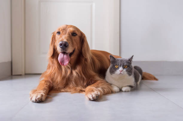 istock British shorthair and golden retriever friendly 1180944663