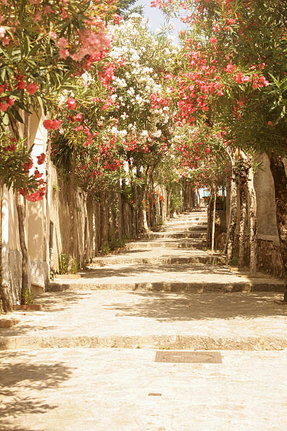 Pink-Oleander Lined Footpath - Ravello, Italy  ravello stock pictures, royalty-free photos & images