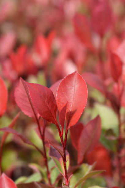 istock Dwarf Photinia Little Red Robin 1180947788