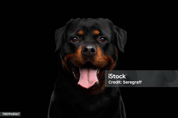 Foto de Retrato Do Cão De Rottweiler Isolado No Fundo Preto e mais fotos de stock de Cão